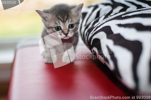 Image of Small nice kittens of the British breed