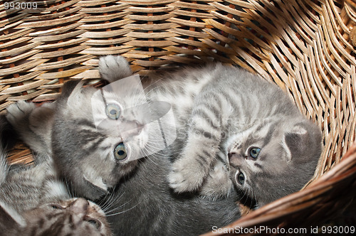 Image of Small nice kittens of the British breed