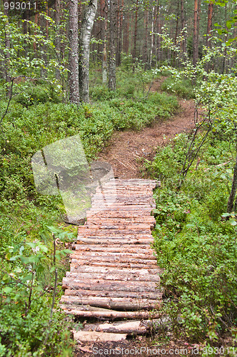 Image of Footpath the leader in pine wood