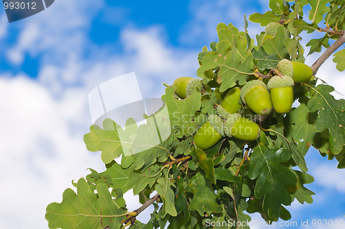 Image of Branch of an oak with acorns against the sky