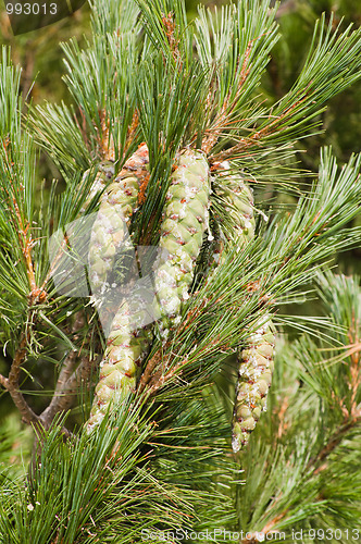 Image of Branches of a pine with cones