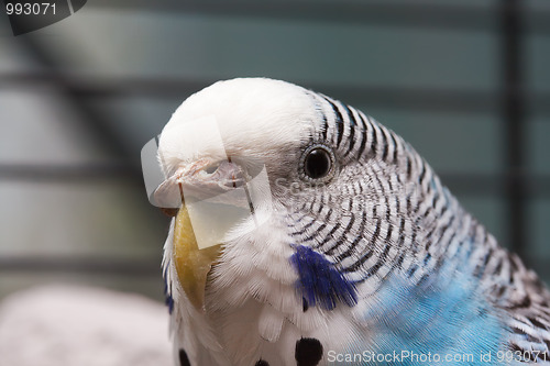 Image of Australian Blue Parrot macro 3
