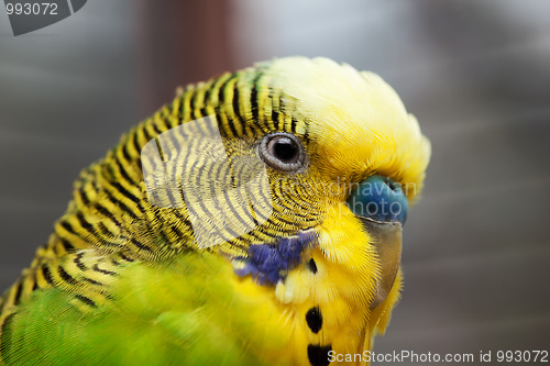 Image of Australian Green Parrot macro 1