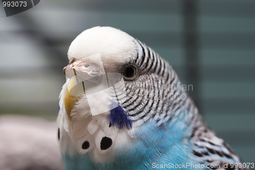 Image of Australian Blue Parrot macro 1