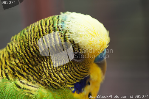 Image of Australian Green Parrot macro 3