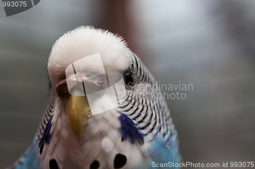 Image of Australian Blue Parrot macro 2