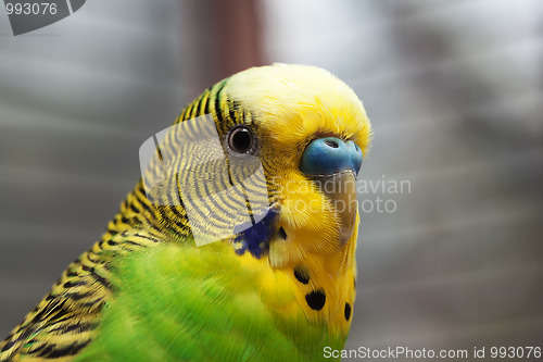 Image of Australian Green Parrot macro 2