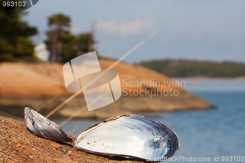 Image of Shell by the sea