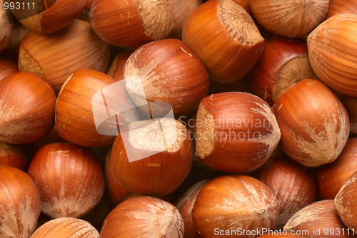 Image of Hazelnuts