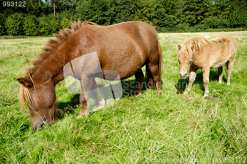 Image of Horse mother and child