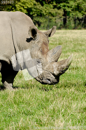 Image of Rhinoceros