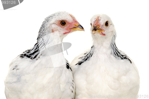 Image of Chickens