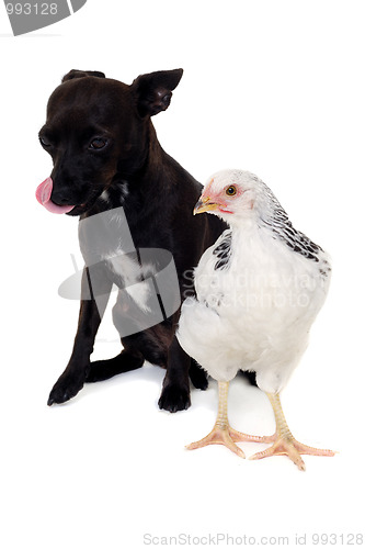 Image of Puppy dog and chicken
