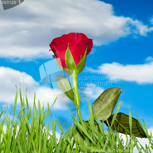 Image of Red rose and clouds