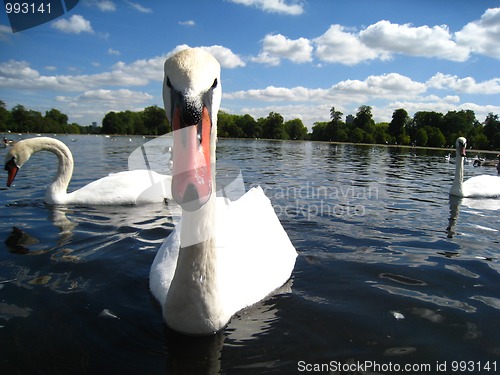 Image of A swan in a pond of Hyde Park