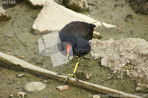 Image of Moorhen In Canada Water