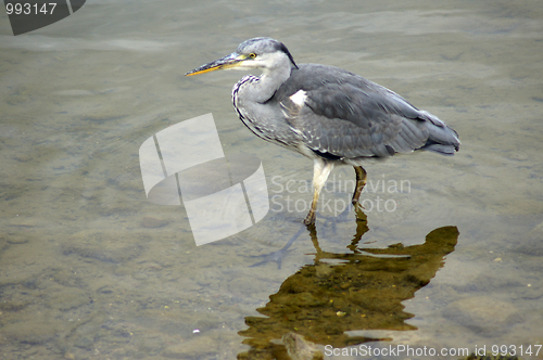 Image of Heron in Canada Water