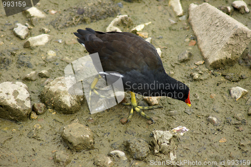 Image of Moorhen In Canada Water