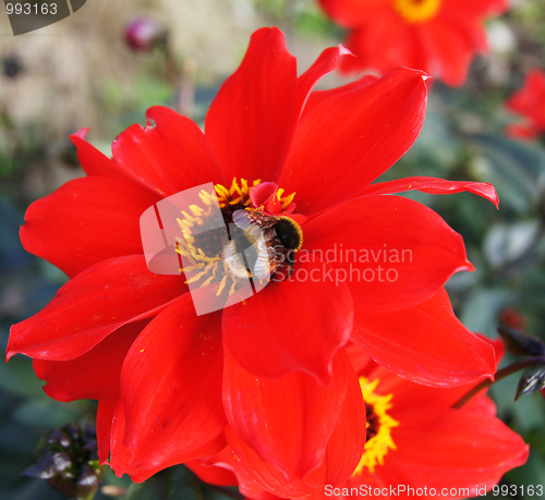 Image of Bee On Red Flower