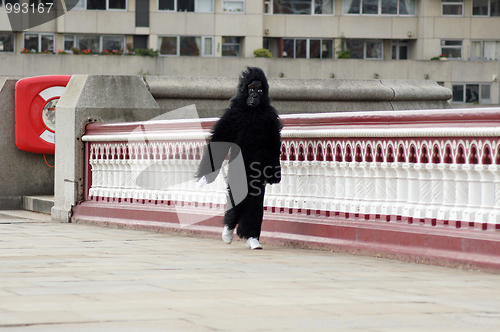 Image of Single Runner At The 2010 Great Gorilla Run In Central London 26th September 2010 