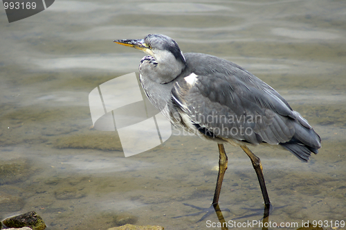 Image of Heron In Canada Water 