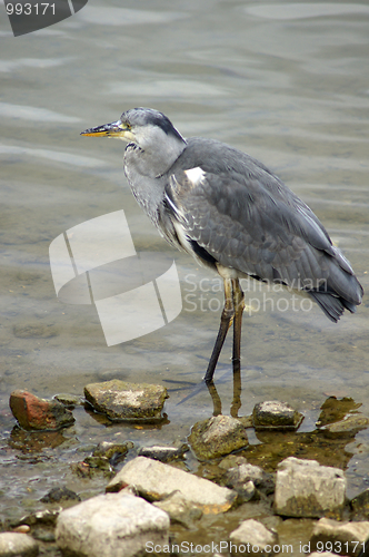 Image of Heron in Canada Water