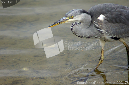 Image of Heron In Canada Water 