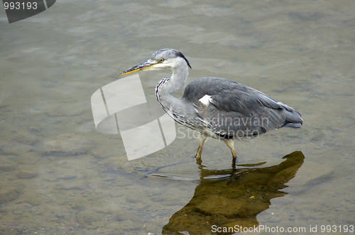 Image of Heron in Canada Water