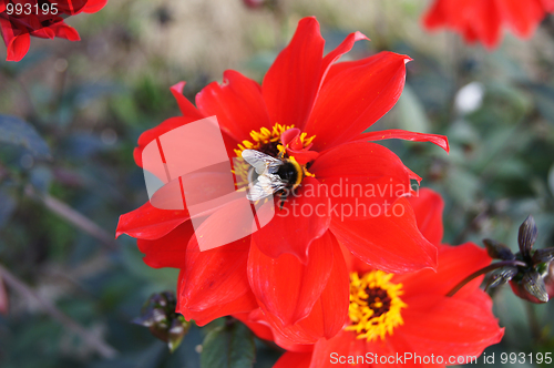 Image of Bee On Red Flower