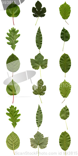 Image of Leaves collage