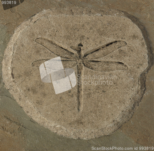 Image of Dragonfly Fossil