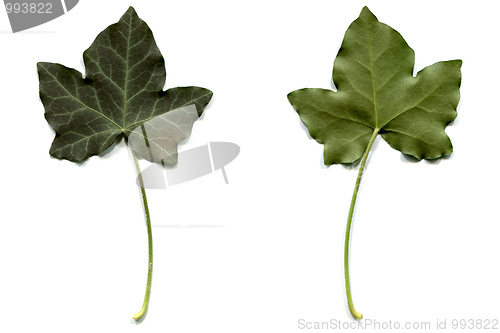 Image of Ivy leaf