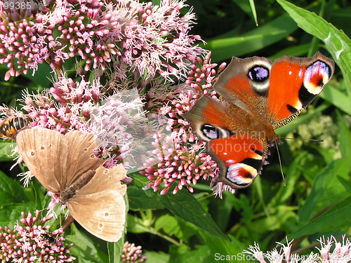 Image of butterflies