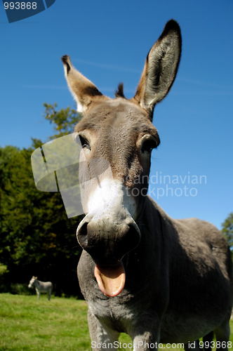Image of Donkey shows tongue