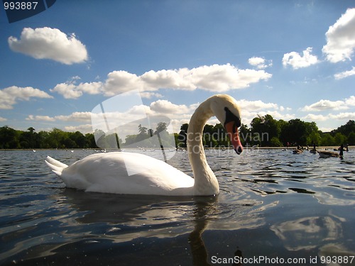 Image of A swan in a pond