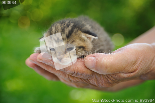 Image of Senior’s hands holding little kitten