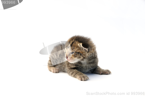 Image of Kitten over white background
