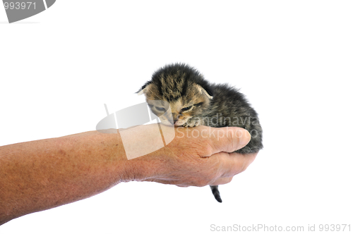 Image of Senior’s hand holding little kitten