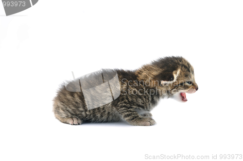 Image of Kitten over white background