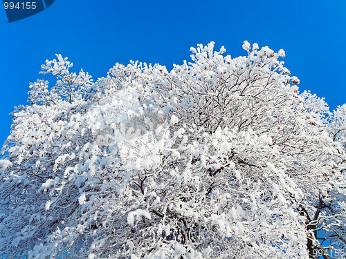 Image of winter