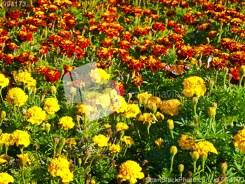 Image of bright meadow