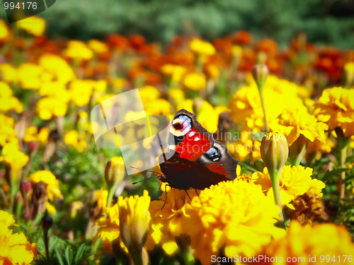Image of butterfly
