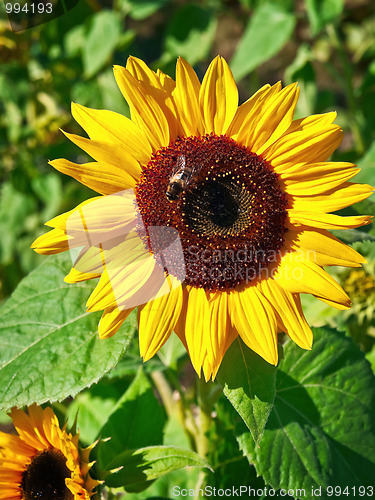 Image of sunflower