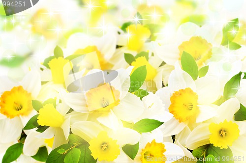 Image of narcissus