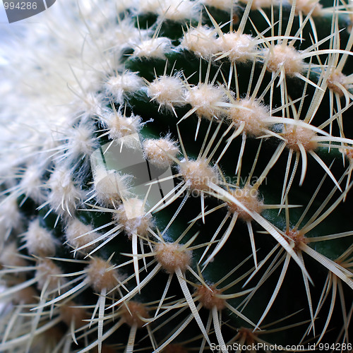 Image of Cactus