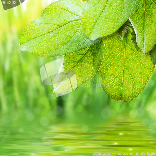 Image of green freshness