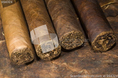 Image of hand rolled nicaraguan cigars on tobacco leaf