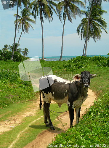Image of cow grazing empty beach with palm trees Nicaragua Caribbean