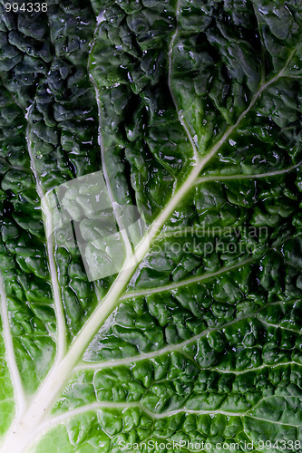 Image of fresh savoy cabbage leaf