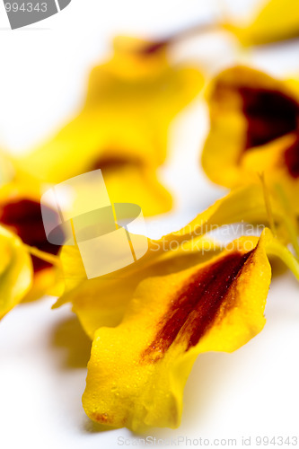 Image of marigold flowers petals